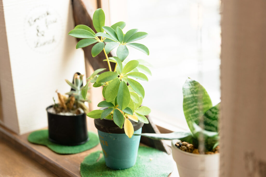 店内の観葉植物